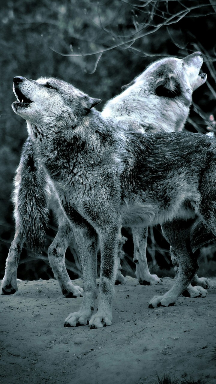 wolf