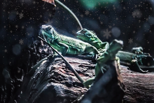 Reptile (Snow)