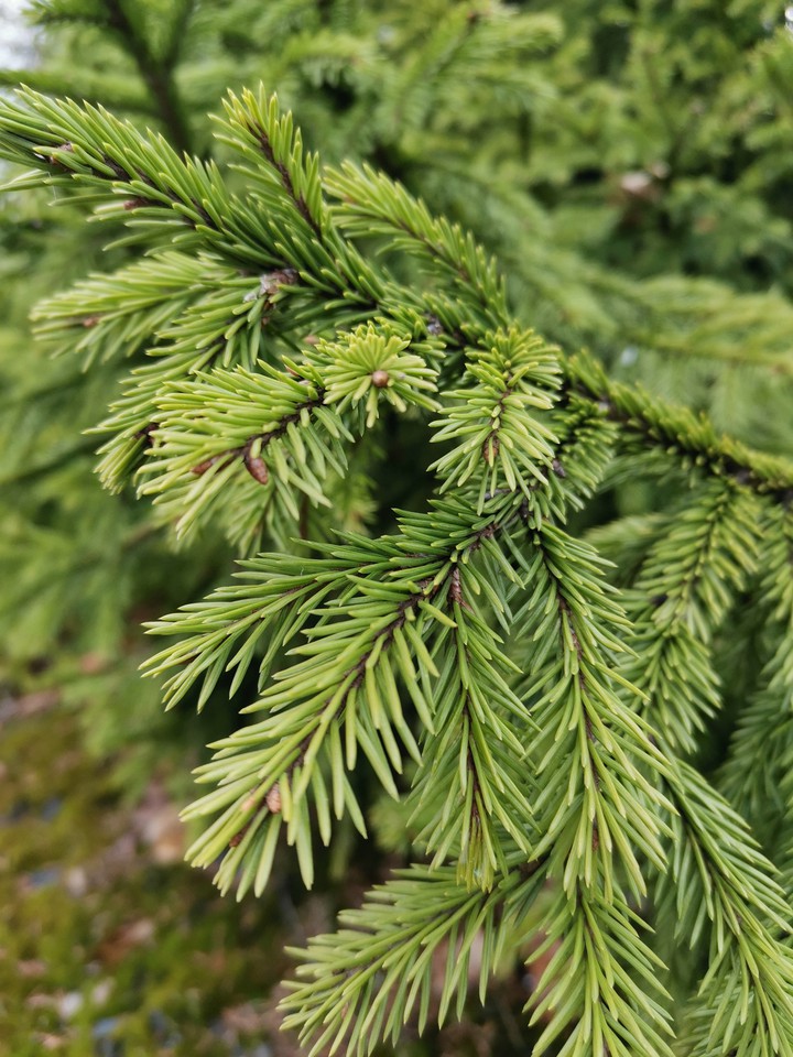 in the forest