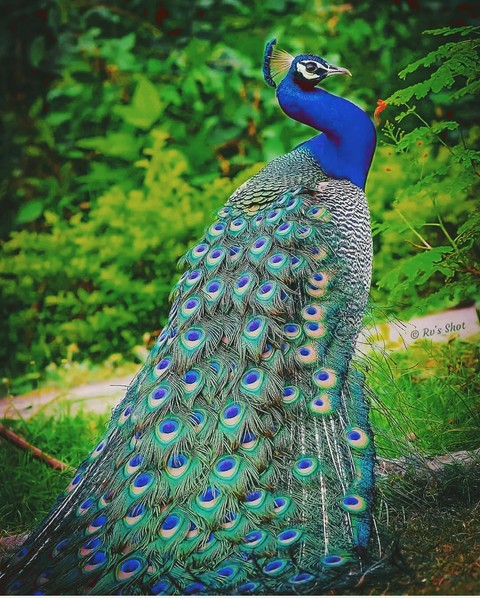 Peacock ❤