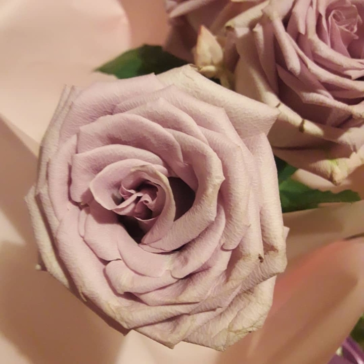 rose