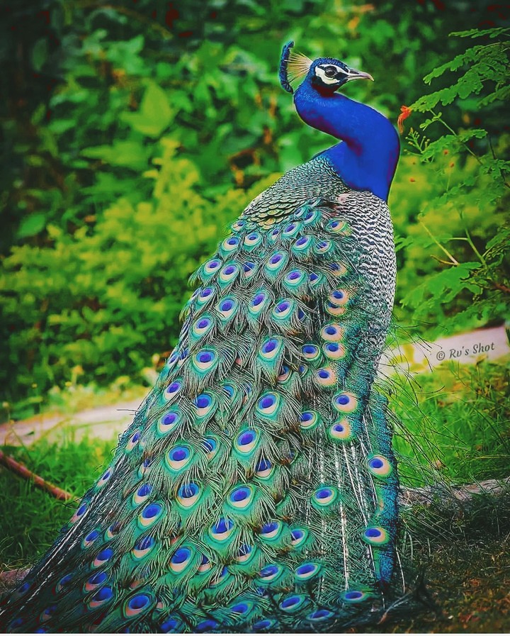 Peacock  ❤