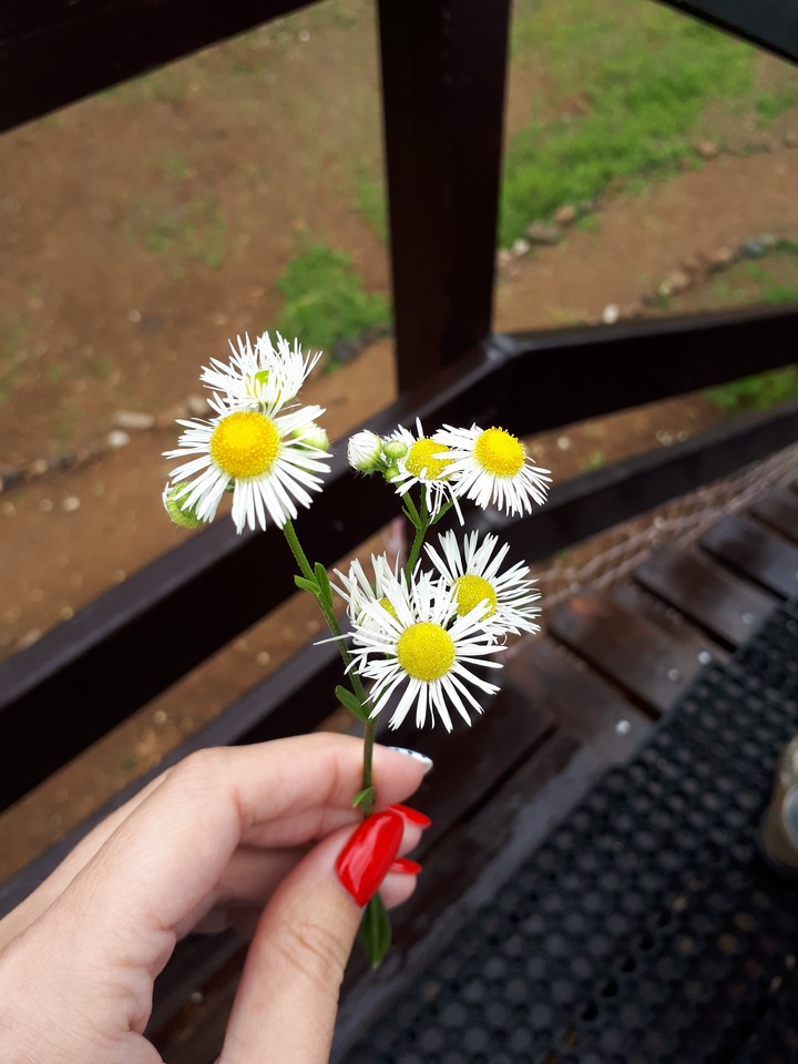 Flower