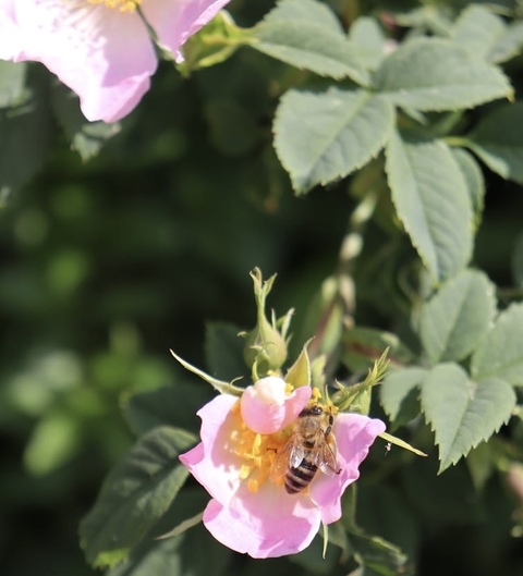plants, dogrose duvar kağıtları