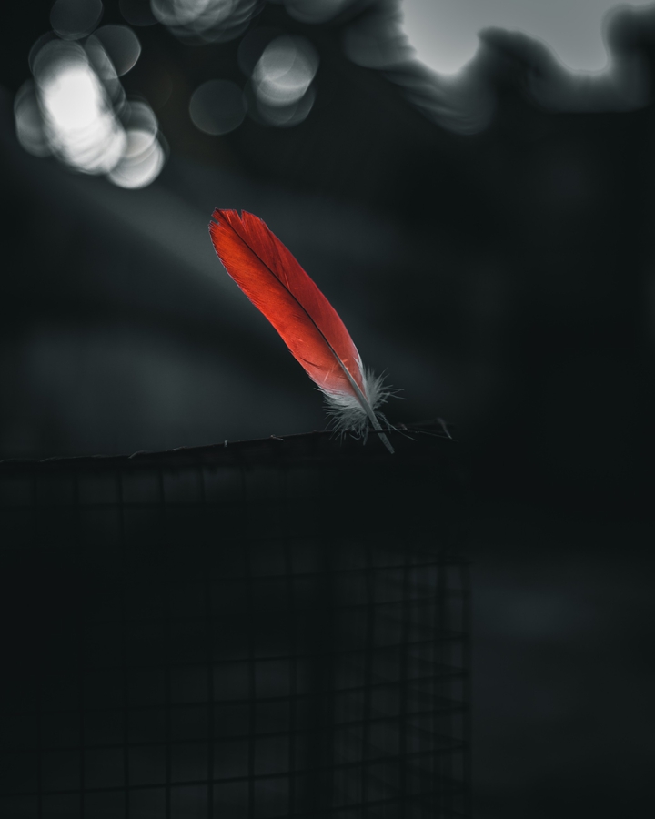 Red feather