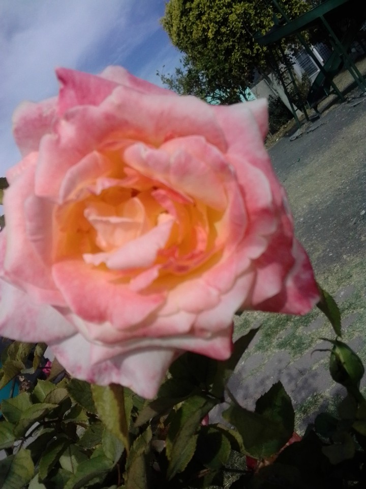 Rosa Puffy