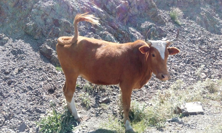 a fawn cow!