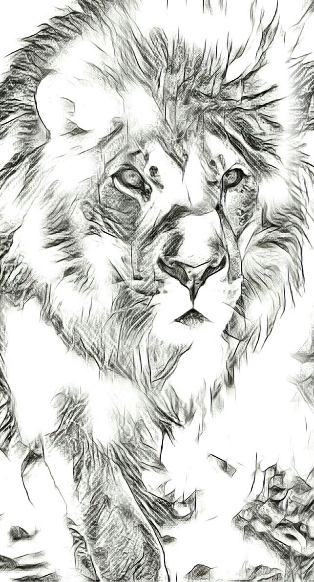 lion