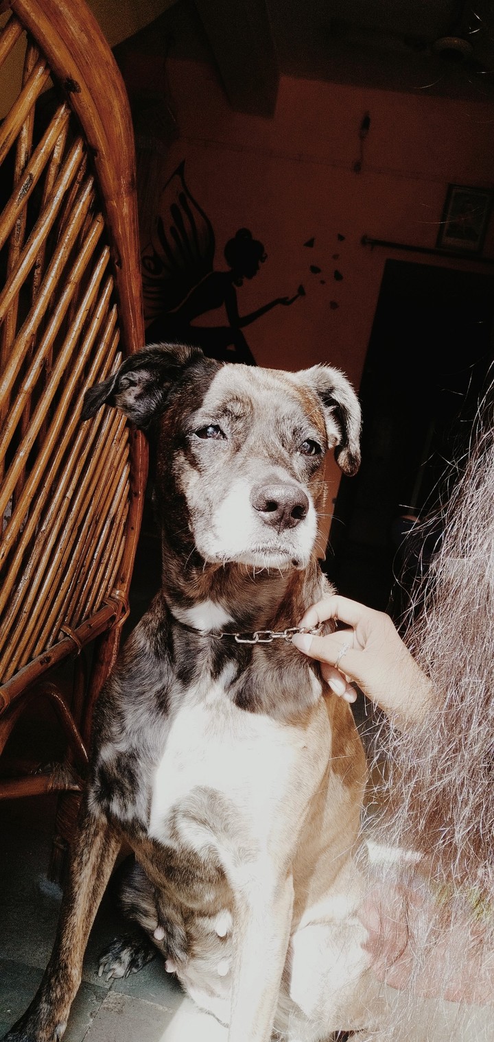love mara laki dog