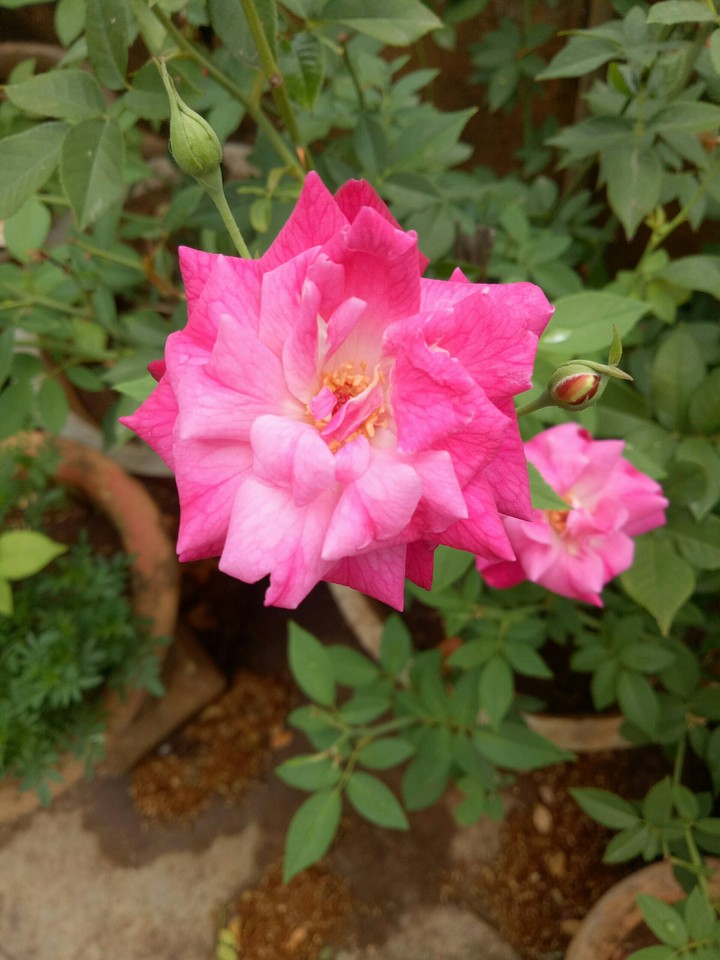my garden flower kolhapur india