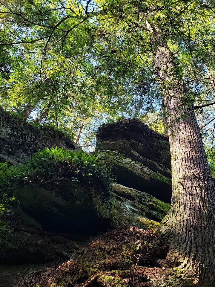 stubborn tree