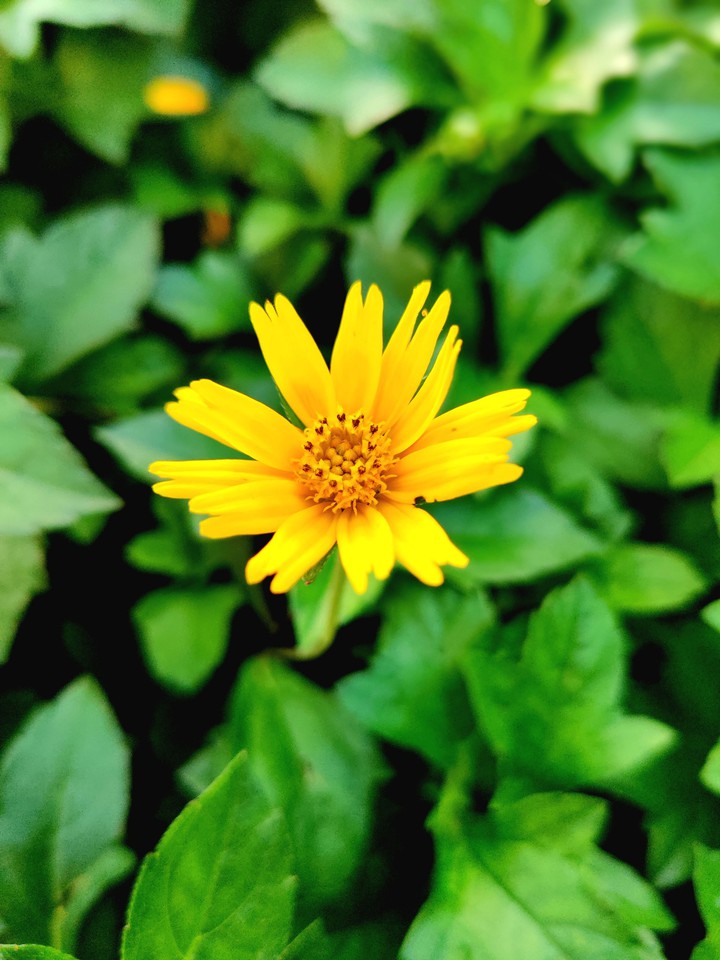 wildflower
