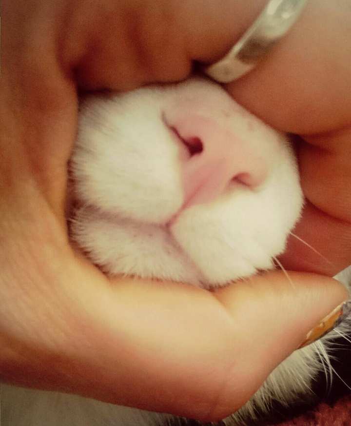 #cat