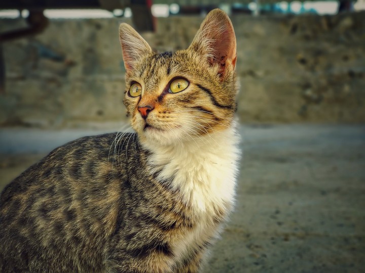 Котенок