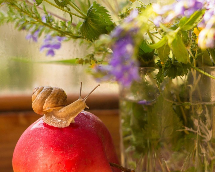 Snail