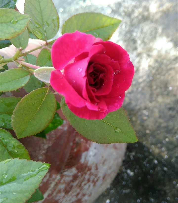Rose