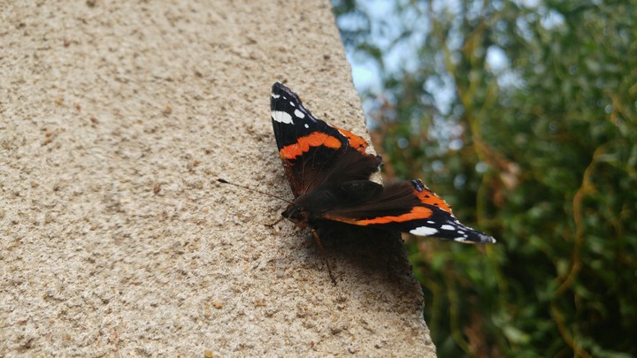 motyl butterfly