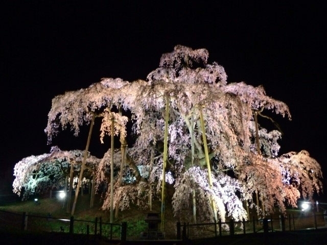 Miharu taki zakura lit-up