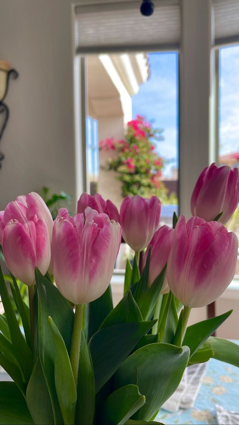 sfondi pink, plant