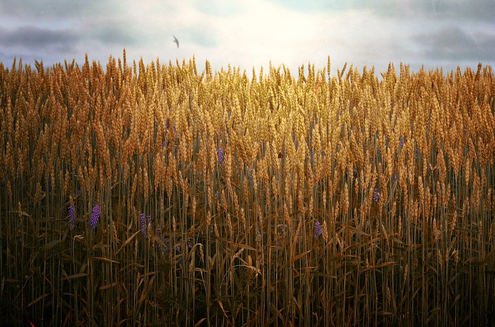 Field Of Dreams