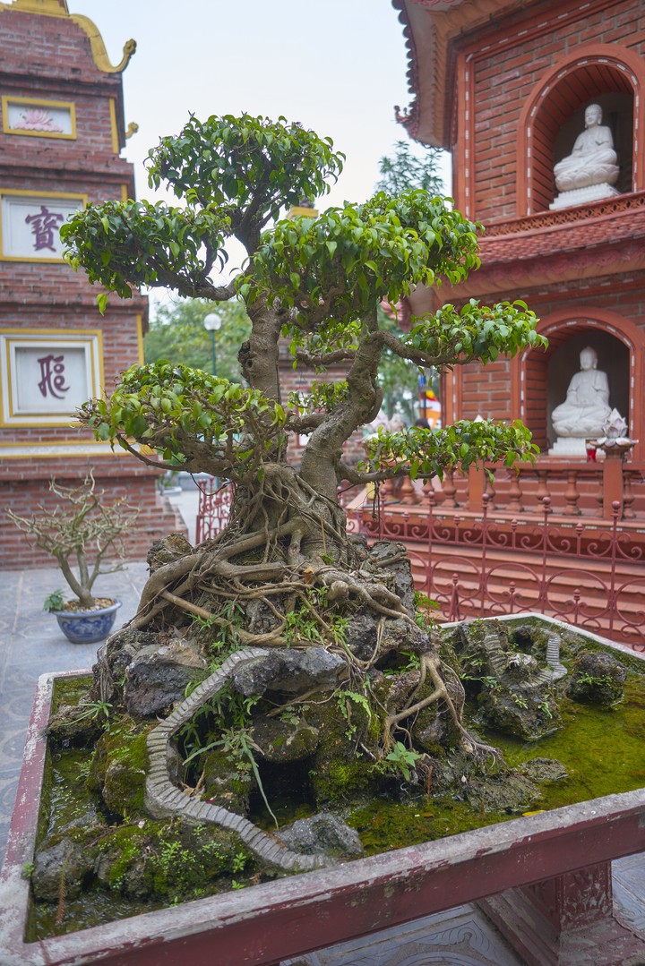 bonsai