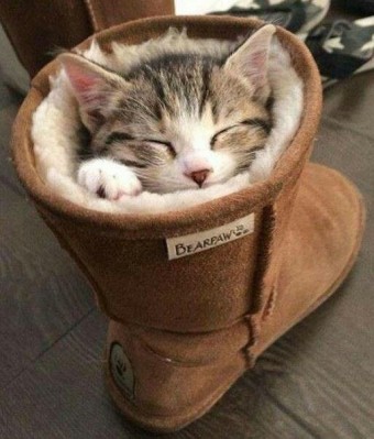 cute cat