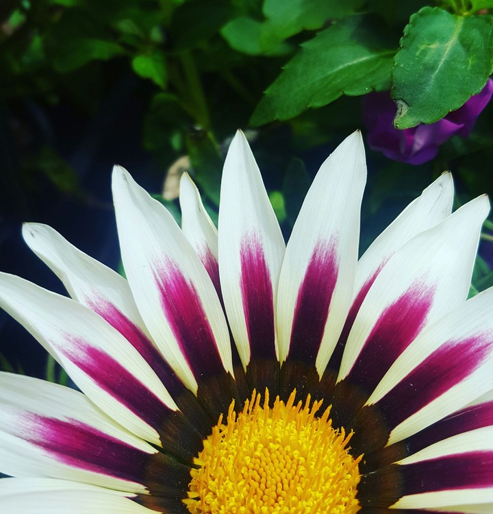 Gazania