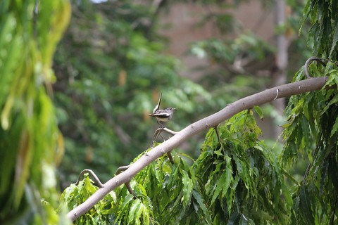 wildlife, beak桌布