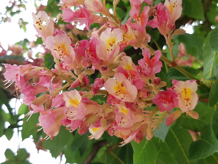 pink blossom
