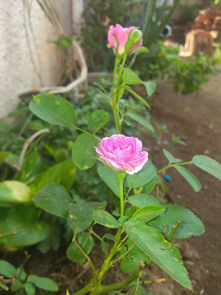 pink rose