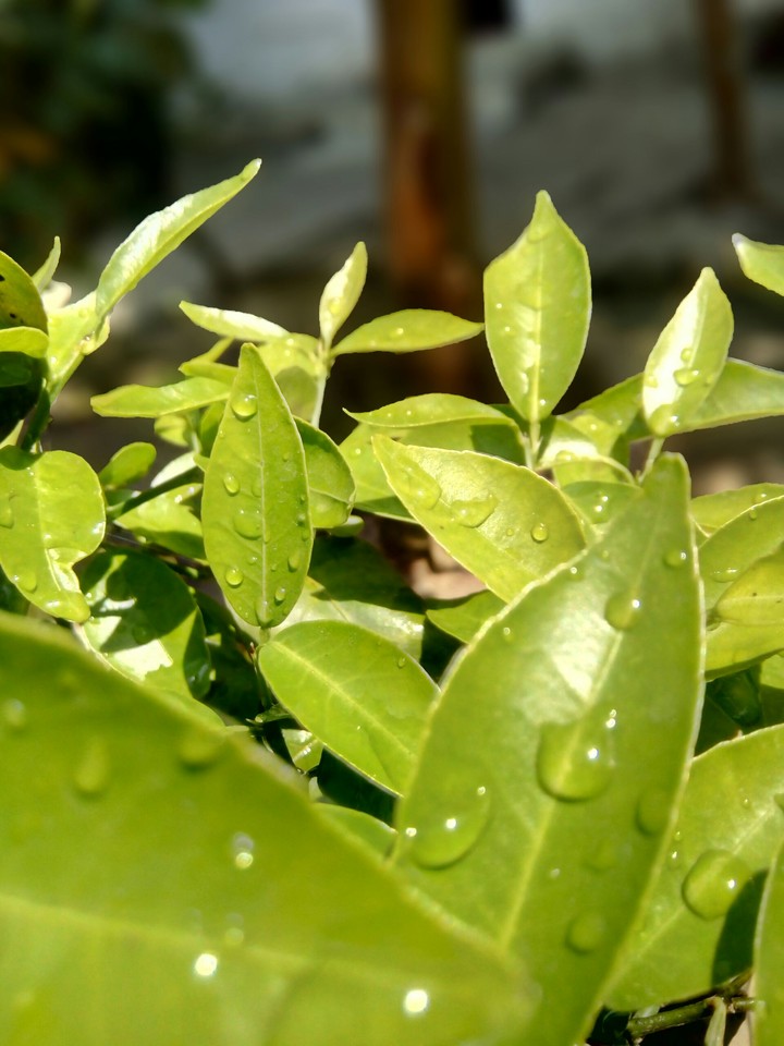 Lemon Leaves