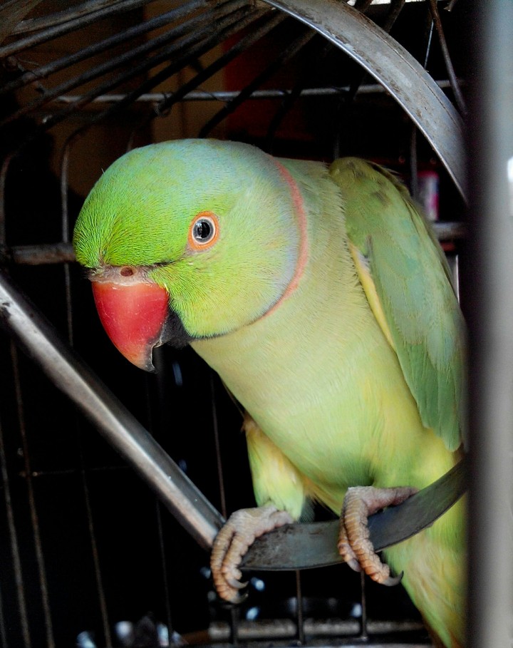 My pet parrot.