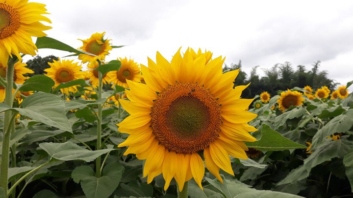 Sunflower