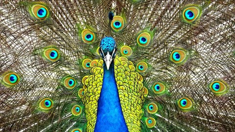 peacock in centre view