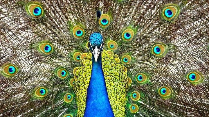 peacock in centre view