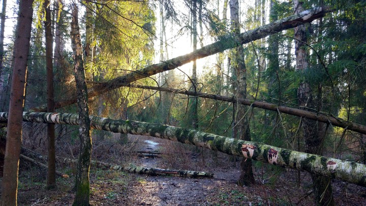 Fallen tree in forest