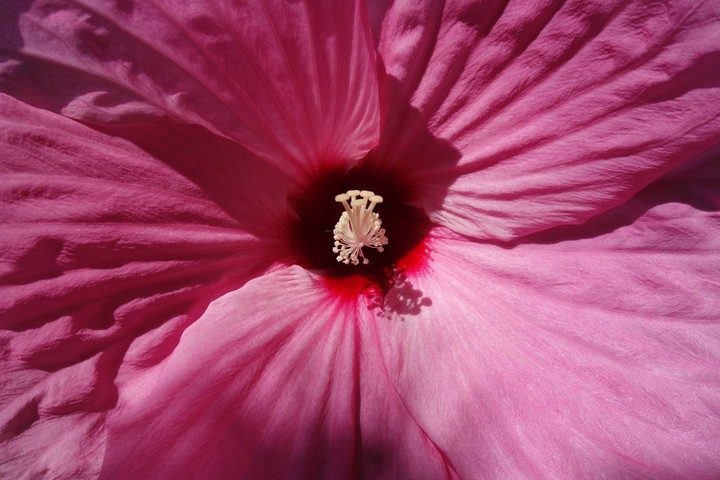 china rose