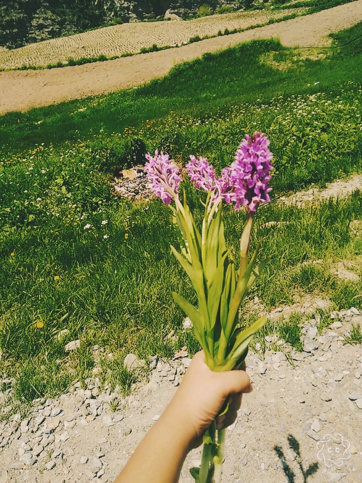 orchids
