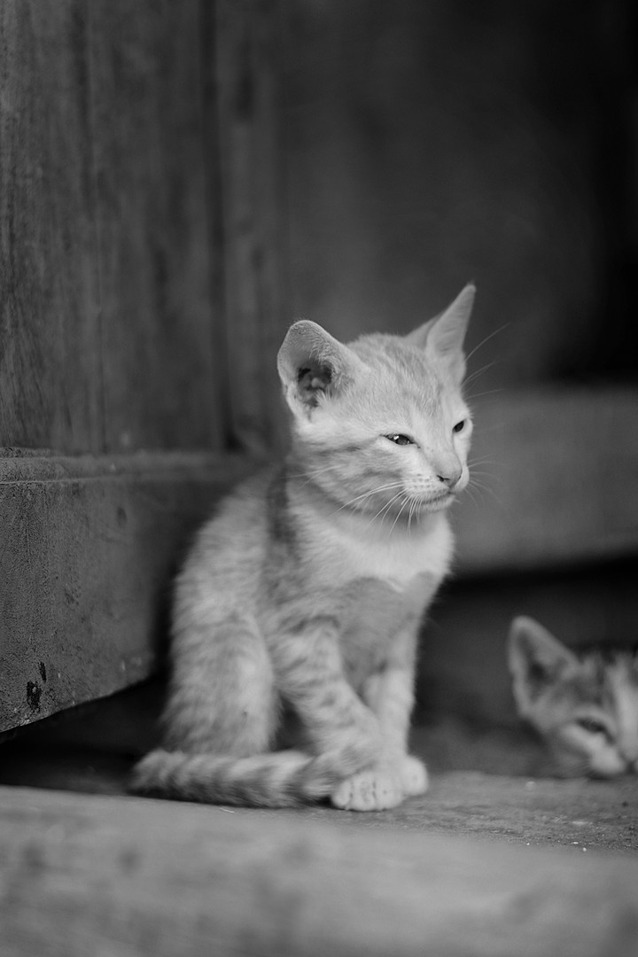 Kitty Cat