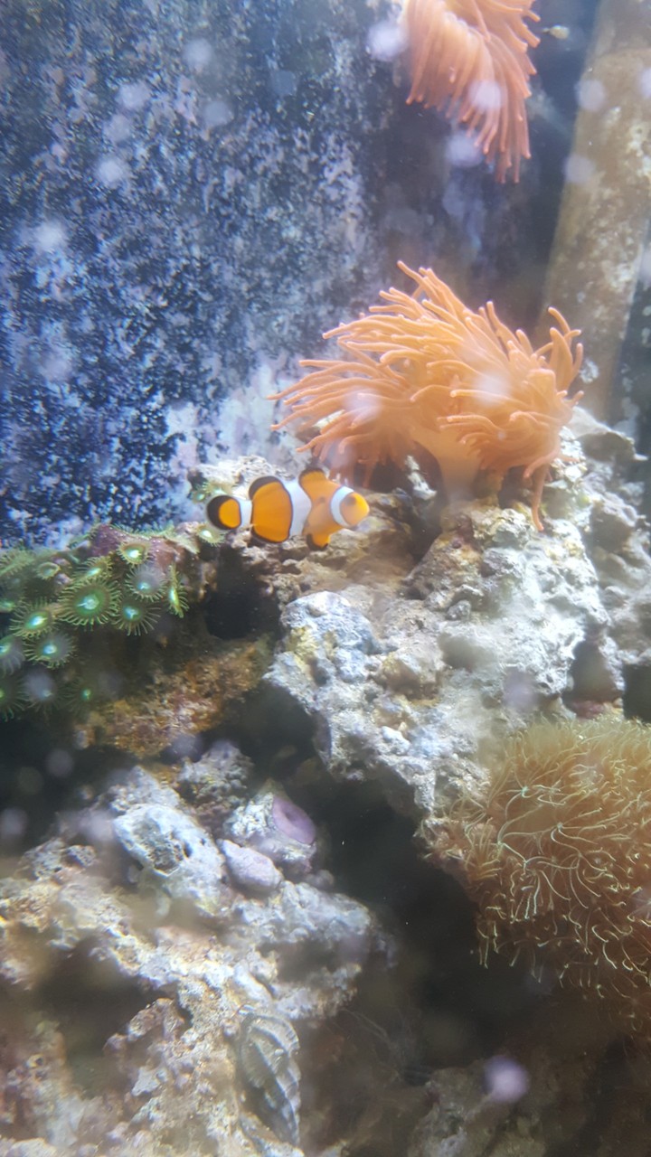 Fish