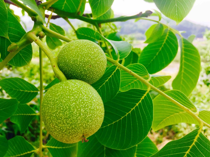 Korea Walnut tree