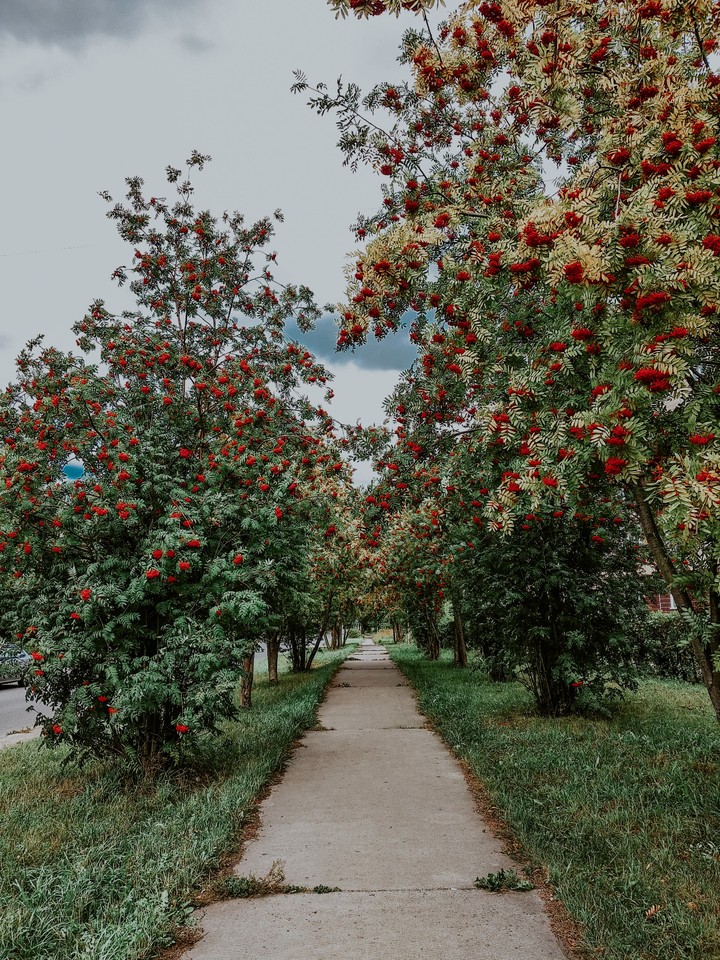 red alley
