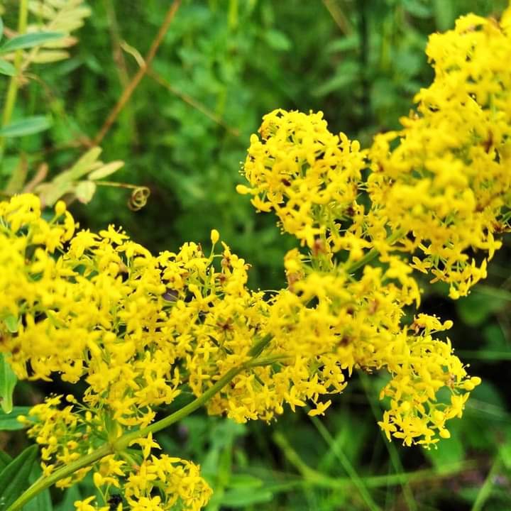 Something yellow :)