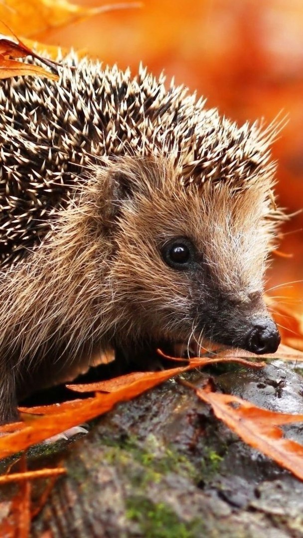 hedgehog ?