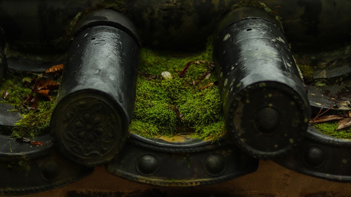 moss between roof tile