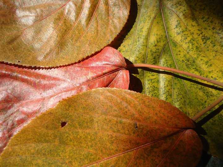textura de hojas