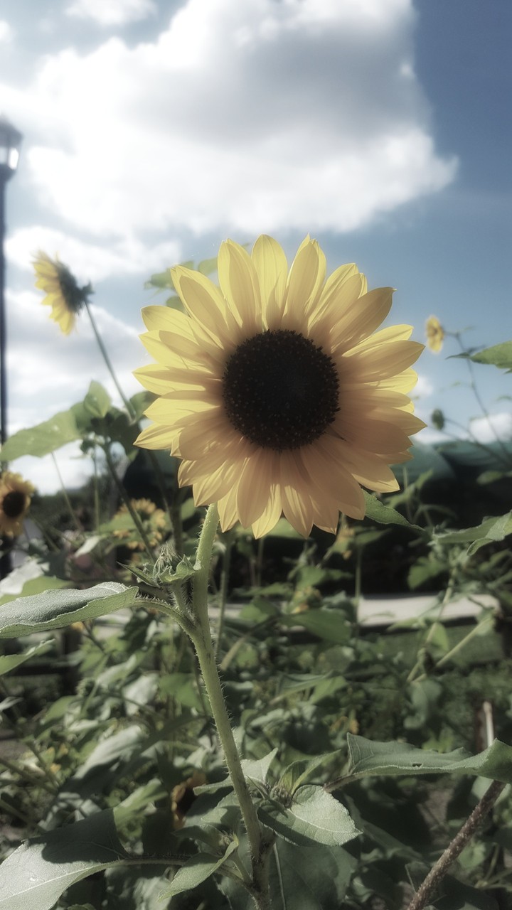 Sunflower