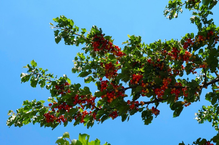 Cherry Tree