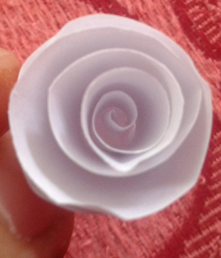 rose