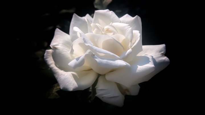 White rose